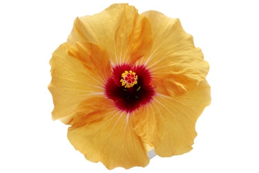 Hibiscus Adonia Apricot Variety Thumbnail.jpg